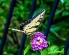 Black and white zebra swallowtail butterfly on colorful flower. Art Print